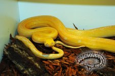 DSC_1832[1].jpg