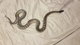 black head 1 body.jpg