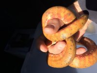IMG_0377.jpg