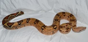 DSC_0436.jpg