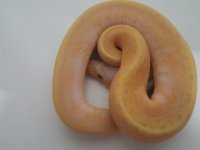 bananapin.jpg