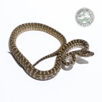 Caramel Zeb het Axanthic 22816.jpg