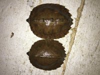 Notochelys41b.jpg