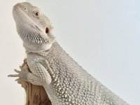 IMG_2667.jpg
