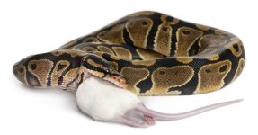Snake-Rat.jpg