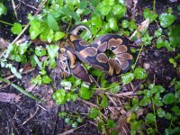 2017 het Caramel Albino male #1 50 gm $25.00.jpg