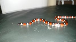 IMG_20170608_154150078.jpg