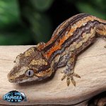 baby-gargoyle-gecko-Fs66T.jpg