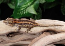 baby-gargoyle-gecko-Fs66.jpg