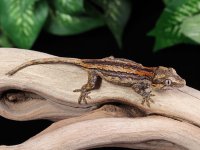 baby-gargoyle-gecko-Fs66a.jpg