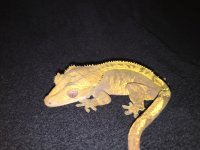 IMG_2243.jpg