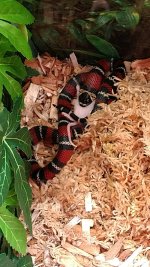 snek 4.jpg