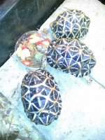 TRIO INDIAN STAR TORTOISES (1).jpg