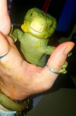 skink02.jpg