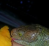 skink03.jpg