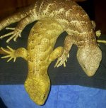 skink04.jpg