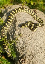 2016 jungle male.jpg