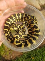 2016 jungle male, cup shot.jpg