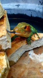 caiman1.jpg