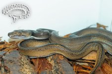 DSC_2065.JPG