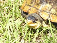 Notochelys03.jpg