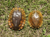 Notochelys04.jpg