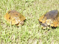 Notochelys05.jpg