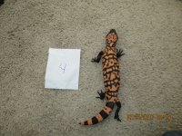 IMG_0491.jpg