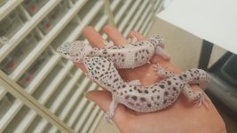 fauna 2.jpg