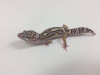 JUNGLE MACK TREMPER.jpg