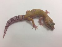 PASTEL RAPTOR.jpg
