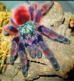 versicolor.jpg