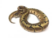 stinger bee male.jpg