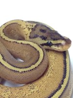 super stripe male.jpg