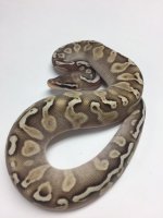 pastel lesser ghi.jpg