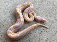 blackpastelalbino.jpg