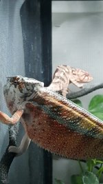 IMG_0095.JPG