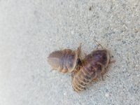 Large dubia roaches 1.jpg