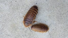 Dubia Large NYmph.jpg