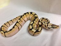 bumblebee female 1-2.jpg