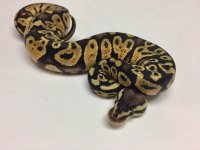 chocolate pastel male 1.jpg