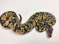 chocolate pastel male 1-1.jpg