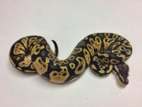 chocolate pastel male 1-2.jpg