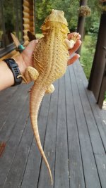 dragon1.jpg