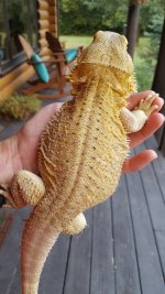 dragon5.jpg