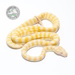 Darwin Albino 05416.jpg
