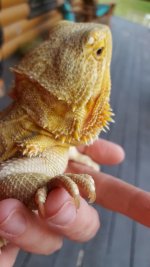 dragon2.jpg
