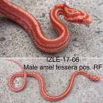 IZLE-17-06.jpg
