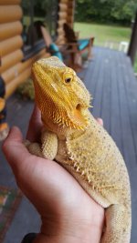 dragon6.jpg