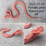 IZLE-17-10.jpg